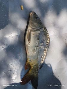 Mirror Carp