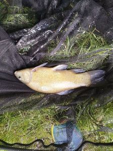 Tench