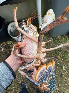 European Lobster