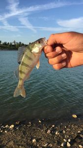 European Perch