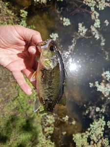 Largemouth Bass