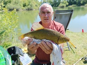 Tench