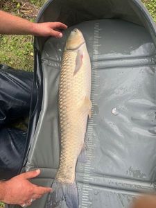 Grass Carp