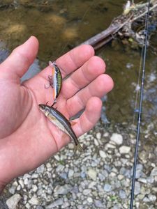Common Minnow