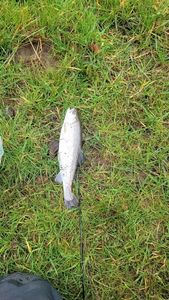Rainbow Trout