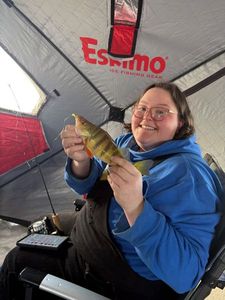 Yellow Perch