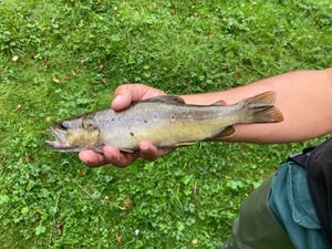 Brown Trout