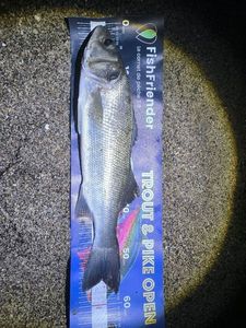 European Bass (Seabass)
