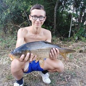 Common Carp