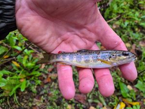 Atlantic Salmon (Juvenile)