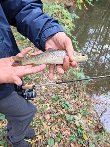Brown Trout