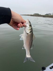 European Bass (Seabass)