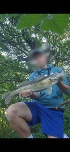 Zander