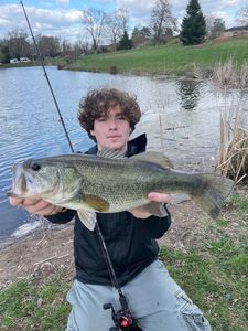 Largemouth Bass