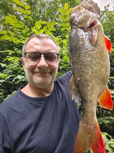 European Perch