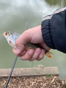 Roach
