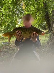 Mirror Carp