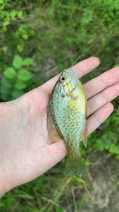 Green Sunfish