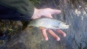 Brown Trout