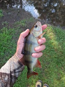 European Perch