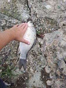 Crucian Carp
