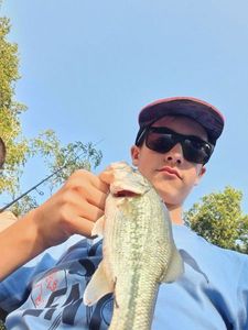 Largemouth Bass
