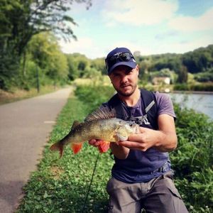 European Perch