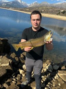 Brown Trout