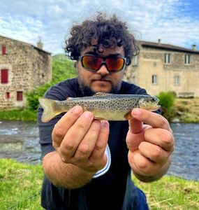 Brown Trout