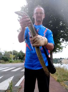 European Eel (Common Eel)