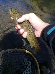 Brown Trout