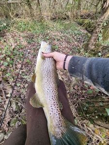 Brown Trout