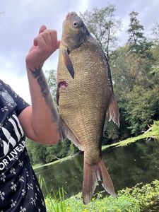 Common Bream