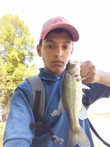 Largemouth Bass