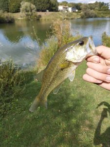 Largemouth Bass