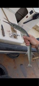 Garfish