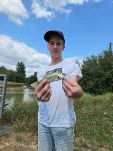 Largemouth Bass