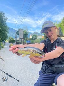Brown Trout