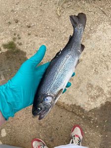 Lake Trout
