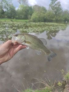 Largemouth Bass