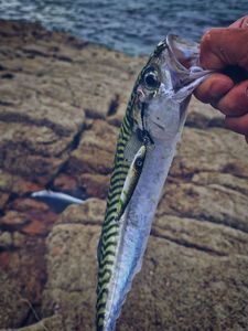 Mackerel