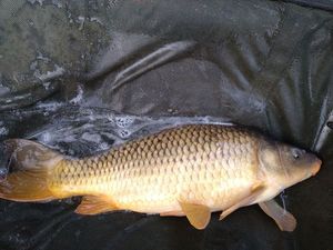Common Carp