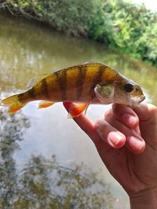 European Perch