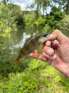 European Perch