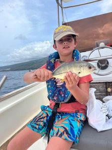 Pacific Crevalle Jack