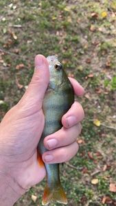 European Perch