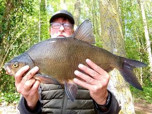Common Bream