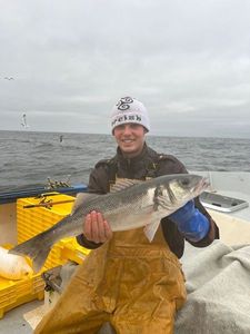 European Bass (Seabass)