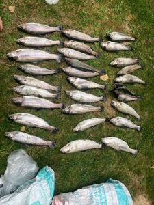 Rainbow Trout