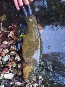 Tench